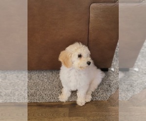 Goldendoodle (Miniature) Puppy for sale in PARKER, CO, USA