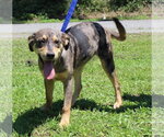 Small Catahoula Leopard Dog Mix