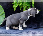 Small #16 Great Dane