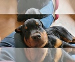 Small #2 Rottweiler