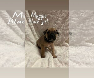 Boxer Mix Dog for Adoption in Holly Springs, North Carolina USA