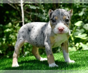 American Bully Puppy for sale in CLEVELAND, GA, USA