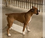 Small Photo #5 Boxer Puppy For Sale in LEESBURG, FL, USA
