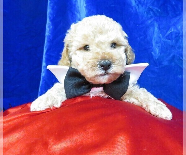 Medium Photo #7 Poodle (Miniature) Puppy For Sale in NORWOOD, MO, USA