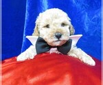 Small Photo #7 Poodle (Miniature) Puppy For Sale in NORWOOD, MO, USA