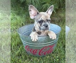 Small #1 French Bulldog