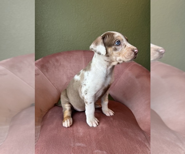 Medium Photo #2 Catahoula Leopard Dog Puppy For Sale in GERMANTOWN, IL, USA