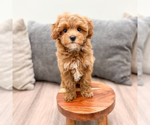 Medium Photo #5 Cavapoo (Standard) Puppy For Sale in DUNDEE, OH, USA