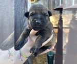 Small Photo #21 German Shepherd Dog Puppy For Sale in LAKE ELSINORE, CA, USA