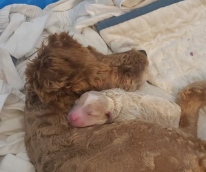 Mother of the Poodle (Miniature) puppies born on 06/08/2023