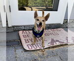 Small #3 Chihuahua