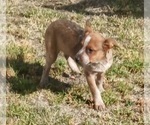 Small Photo #13 Australian Cattle Dog Puppy For Sale in SYLMAR, CA, USA