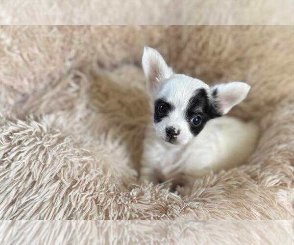 Medium Photo #19 Chihuahua Puppy For Sale in FORT LAUDERDALE, FL, USA