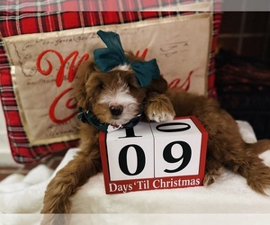 Goldendoodle (Miniature) Puppy for sale in ALLENTOWN, PA, USA
