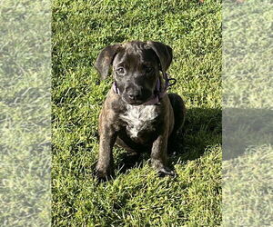 American Pit Bull Terrier-American Staffordshire Terrier Mix Dogs for adoption in Wenonah, NJ, USA