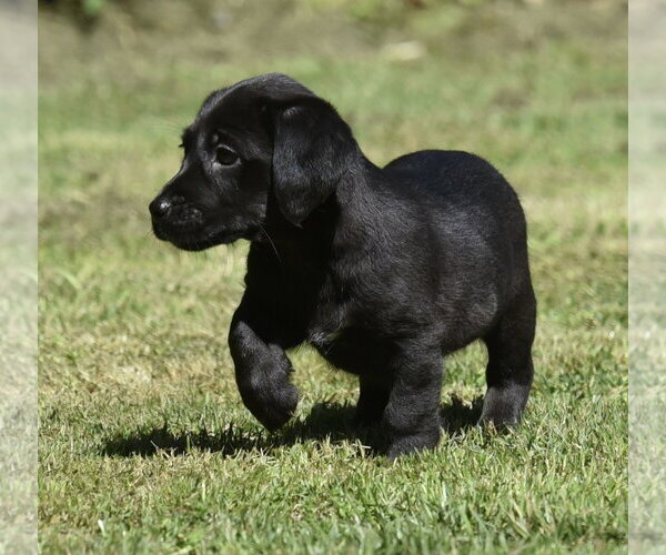 Medium Photo #7 Dachsador Puppy For Sale in Mechanicsburg, PA, USA