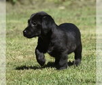 Small #6 Dachsador