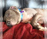 Small #1 American Pit Bull Terrier