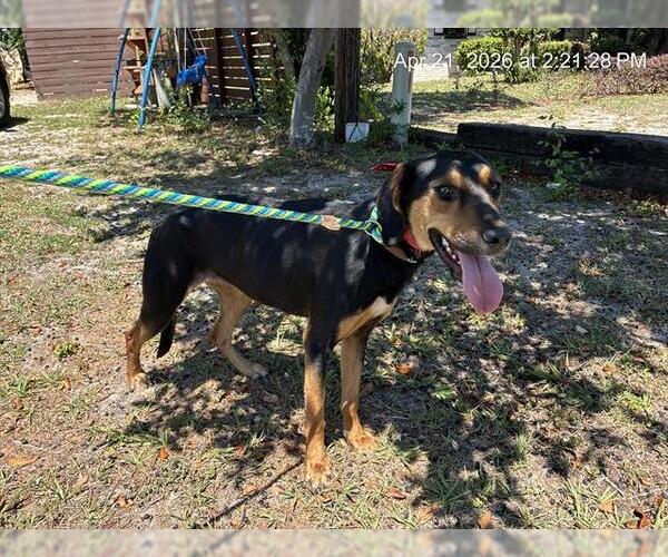 Medium Photo #1 Treeing Walker Coonhound-Unknown Mix Puppy For Sale in Ocala, FL, USA