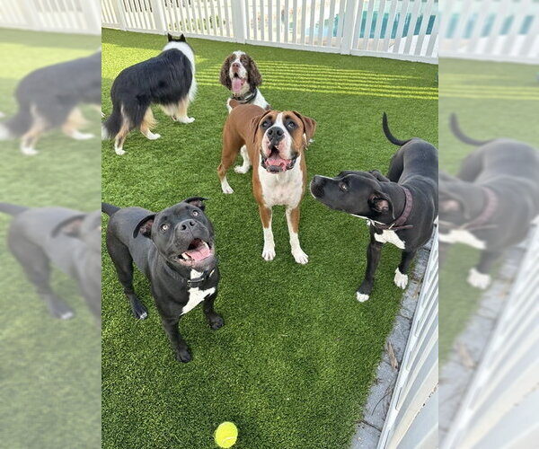 Medium Photo #11 American Bulldog-Unknown Mix Puppy For Sale in Sanford, FL, USA