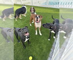 Small #10 American Bulldog Mix