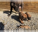 Small Photo #5 Boerboel Puppy For Sale in THREE RIVERS, MI, USA