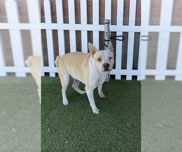Medium Photo #1 Mutt Puppy For Sale in Modesto, CA, USA