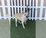 Small Mutt
