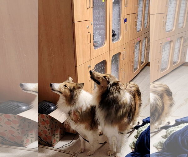 Medium Photo #2 Collie Puppy For Sale in Rockaway, NJ, USA