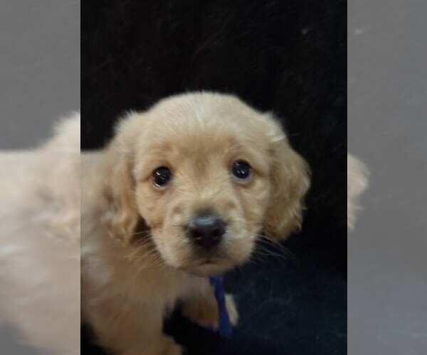 Medium Photo #3 Dachshund Puppy For Sale in BLAIRSVILLE, PA, USA