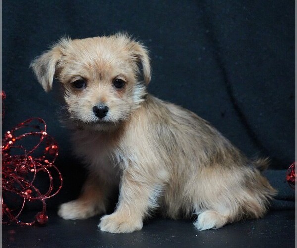 Medium Photo #5 Morkie Puppy For Sale in ROCK VALLEY, IA, USA