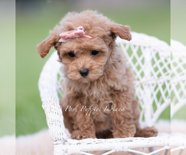 Medium Photo #3 Maltipoo (Miniature) Puppy For Sale in WARSAW, IN, USA