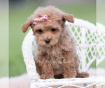 Small #1 Maltipoo (Miniature)