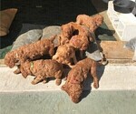 Small Photo #2 Poodle (Standard) Puppy For Sale in JOPLIN, MO, USA