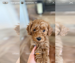 Small Cavapoo