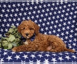 Small Photo #4 Miniature Labradoodle Puppy For Sale in NOTTINGHAM, PA, USA