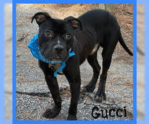 Mutt Dogs for adoption in Shillington, PA, USA