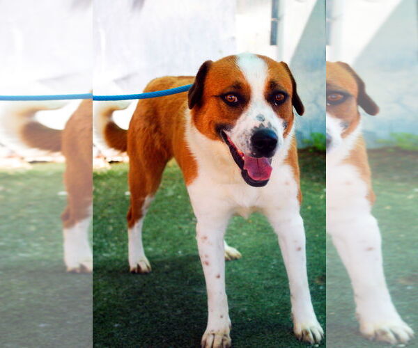 Medium Photo #2 Mutt Puppy For Sale in Apple Valley, CA, USA