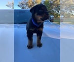 Small Photo #6 Rottweiler Puppy For Sale in ORLAND, CA, USA