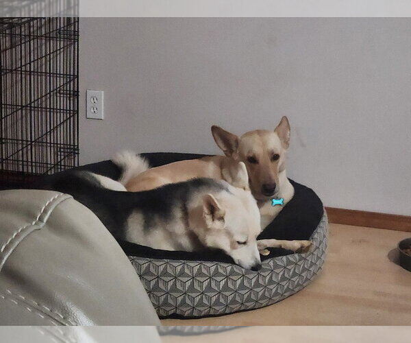Medium Photo #3 Siberian Husky Puppy For Sale in Bellingham, WA, USA