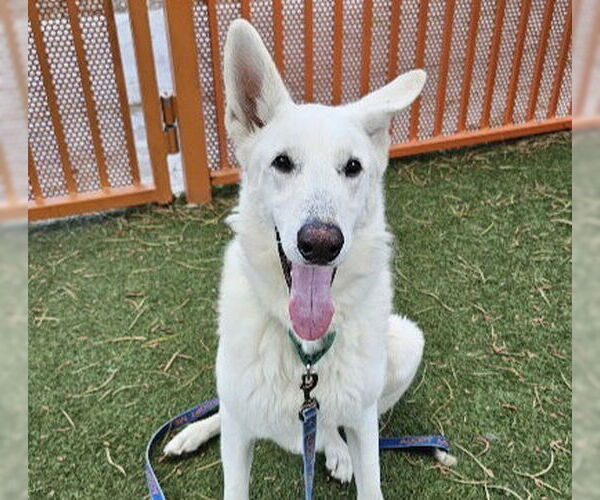 Medium Photo #1 German Shepherd Dog-Unknown Mix Puppy For Sale in Las Vegas, NV, USA