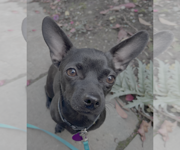 Medium Photo #1 Chihuahua-Unknown Mix Puppy For Sale in Bellevue, WA, USA