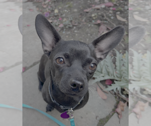 Chihuahua-Unknown Mix Dogs for adoption in Bellevue, WA, USA