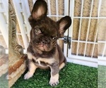 Small #3 French Bulldog
