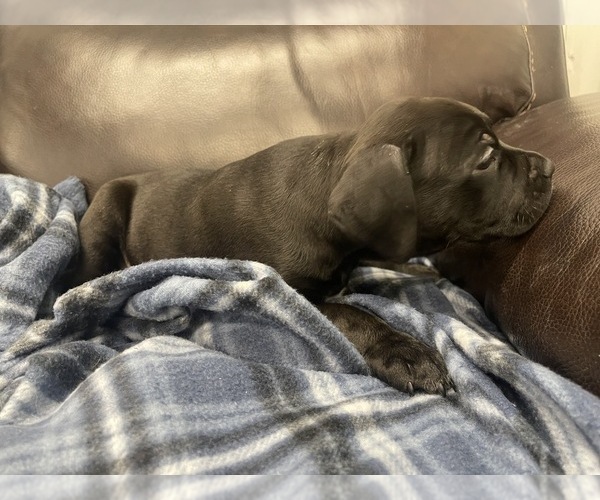Medium Photo #57 American Bully Puppy For Sale in REESEVILLE, WI, USA