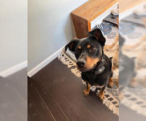 LLP Witcher : Geralt (Otto) - Male Beagle-Unknown Mix Dog for Adoption - Photo #2