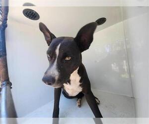 Staffordshire Bull Terrier-Unknown Mix Dogs for adoption in Houston, TX, USA