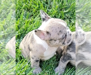 French Bulldog Puppy for sale in MIDVALE, UT, USA
