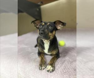 Chihuahua-Unknown Mix Dogs for adoption in Mobile, AL, USA