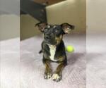 Small Chihuahua Mix